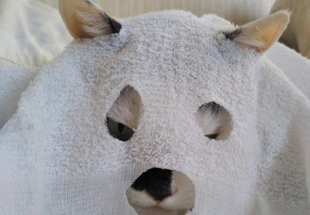 【地味ハロウィン】ドヤ顔でおばけ仮装する猫が話題「まんざらでもない感がｗ」