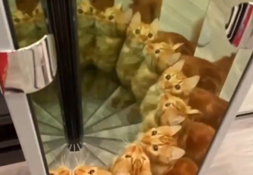 【動画】鏡で遊ぶ猫ちゃんが話題「びっくりした」「万華鏡ねこｗ」
