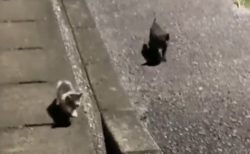 【泣いた】毛布の中に捨てられた子猫兄弟、通りすがりの男性を必死に追い声をかける