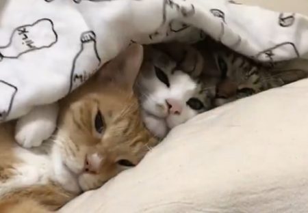 【布団めくったら‥】くっついて眠る3匹の猫がカワイイｗ