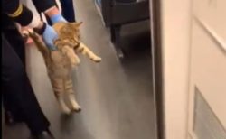 【動画】電車に乗り込んじゃった猫、ヨチヨチ歩きで連れ出される様子がカワイイｗ