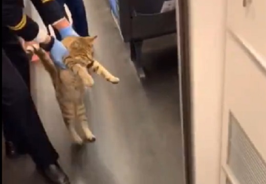 【動画】電車に乗り込んじゃった猫、ヨチヨチ歩きで連れ出される様子がカワイイw