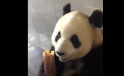 【動画】竹をばりばり食べるパンダが話題「おっさん？！ｗ」