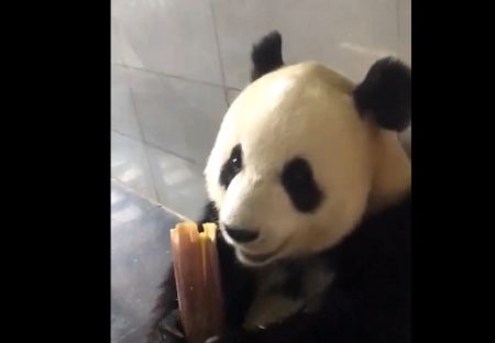 【動画】竹をばりばり食べるパンダが話題「おっさん？！ｗ」