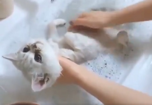 【動画】気持ちよさそうにシャンプーされてる子猫が話題「見てるだけで癒される」