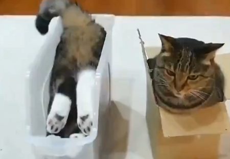 【二極化】箱があった場合‥全く逆の入り方をする猫の動画がカワイイｗ
