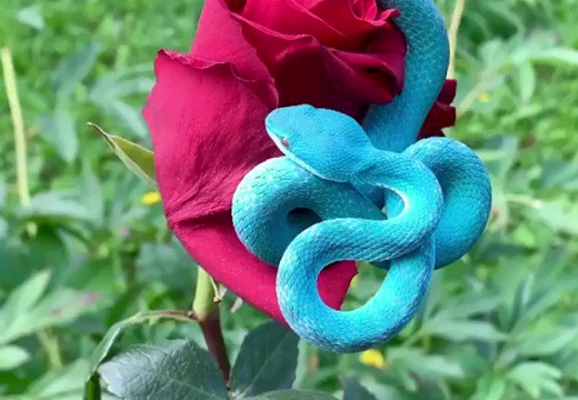 【綺麗】真っ赤な薔薇が似合う美しすぎる毒ヘビが話題