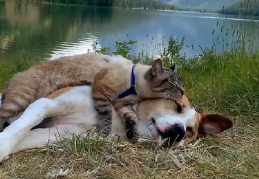 【犬と猫】仲良し2人の旅行記動画が最高すぎると話題に
