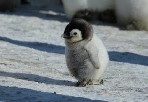 【画像】ひたすら可愛いペンギンの赤ちゃん達が話題