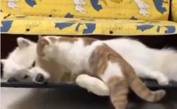 【ふわふわ】横になってる犬に添い寝しに行く猫、可愛いすぎるｗ