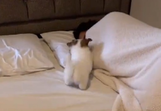 【しっぽw】すごい勢いで起こしに行く子犬が超絶かわいい(・∀・)