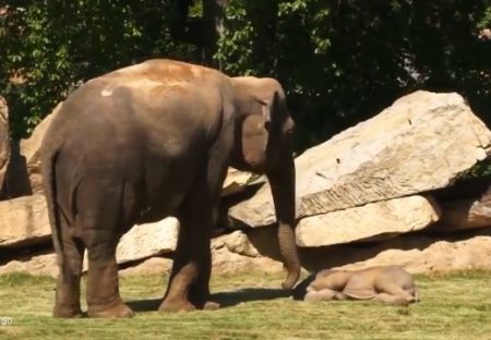 【動画】赤ちゃんゾウの爆睡に困った母さんゾウ、飼育員を呼びに行くｗ