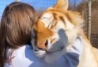 【動画】藤あや子さんちの保護猫、渾身の左ストレートが決まりガッツポーズｗ