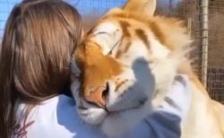 【大きな猫】お姉さんに甘える大きなトラが話題「もふもふ」「羨ましい」