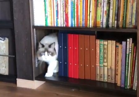 【？！】猫がどんどん出てくる本棚が話題「なにこれｗ」「欲しい！」