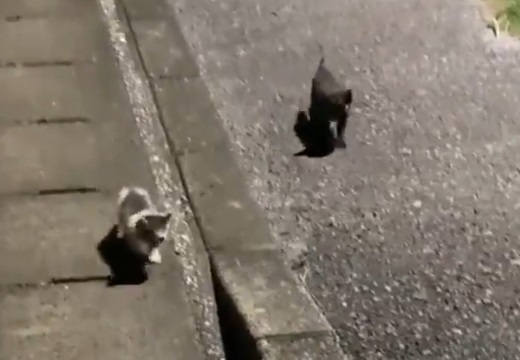 【泣いた】毛布の中に捨てられた子猫兄弟、通りすがりの男性を必死に追い声をかける