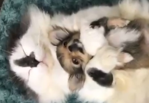 【動画】大きな猫に抱っこされるチワワ、最高にかわいいｗ
