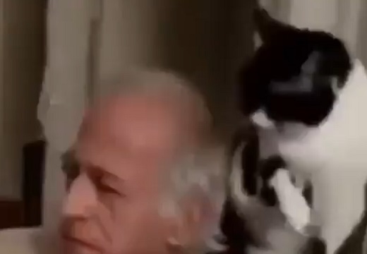 【動画】じいさんの頭を毛づくろいしたい猫ちゃんが話題「最高w」