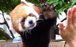 【動画】レッサーパンダの連続ハイタッチがたまらなく可愛いｗ