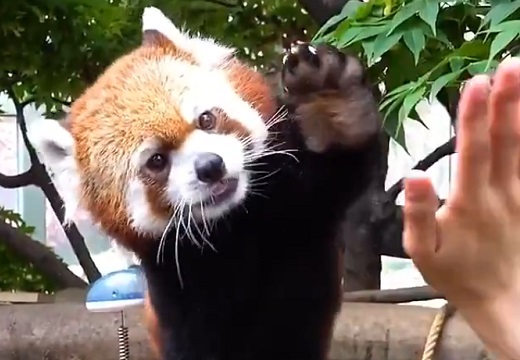 【動画】レッサーパンダの連続ハイタッチがたまらなく可愛いｗ