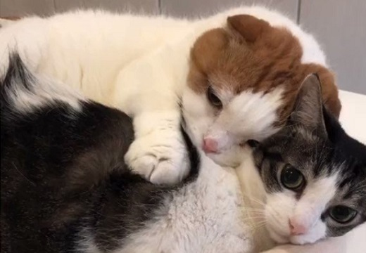 【動画】抱きついてむにむにしてる猫とされてる猫がカワイイすぎるｗ
