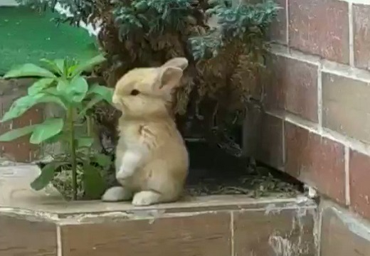【動画】置物みたいに可愛いウサギが話題「ピーターラビットみたいｗ」