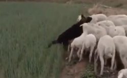 【動画】羊の世話をするシェパード達が話題「すごく賢い！」「賢くてかっこいい」