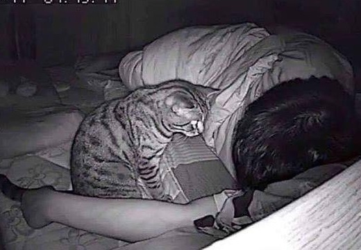【猫w】寝てるとき苦しくなるのでカメラを設置してみたら・・・