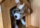 【動画】飼い主に投げつけられた犬、ぶつかった男性に保護される