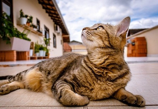 【泣いた】毎朝、飼い主のお墓へ2年間‥けなげな猫が話題に