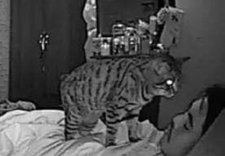 【画像4枚】飼い主が寝てる間の猫の行動‥設置したカメラが捉えた写真が話題にｗ