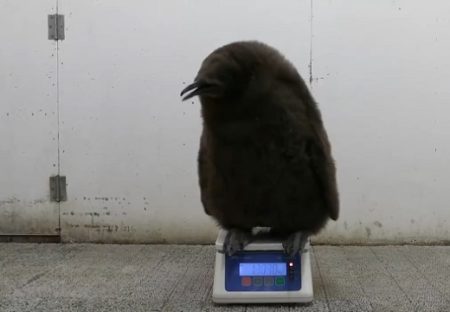 【ちょこん】子供ペンギンの体重測定風景が話題に「自分で乗るんだｗ」