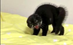 【ｗ】怒ってる猫、ウニみたいで話題に「ごめん、かわいいｗ」