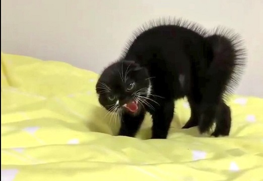 【ｗ】怒ってる猫、ウニみたいで話題に「ごめん、かわいいｗ」