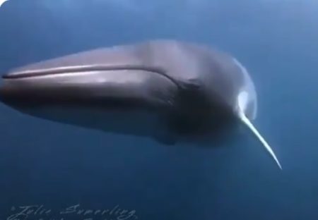 【動画】こっちに向かって泳いでくるミンククジラの鳴き声に驚きの声が続々