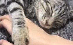 【動画】手をつないで眠りたいネコ、可愛いすぎるｗ