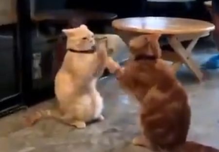 【動画】延々と手遊びする2匹の猫が話題「これはやられたｗ」