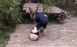 【動画】飼育員さんが大好きな小パンダが話題「しがみつくところ可愛いｗ」