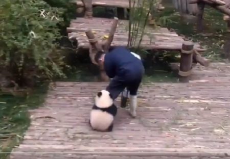 【動画】飼育員さんが大好きな小パンダが話題「しがみつくところ可愛いｗ」