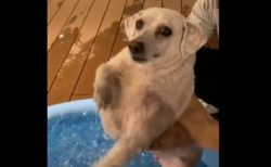 【エアー犬かき】プールの真上で泳いだつもりになってる犬がカワイイｗ