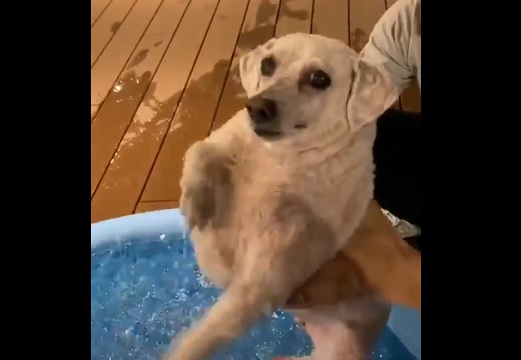 【エアー犬かき】プールの真上で泳いだつもりになってる犬がカワイイｗ