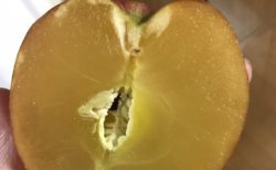 【超完熟】りんご農家さんが発見した「蜜100％のりんご」にネット騒然！