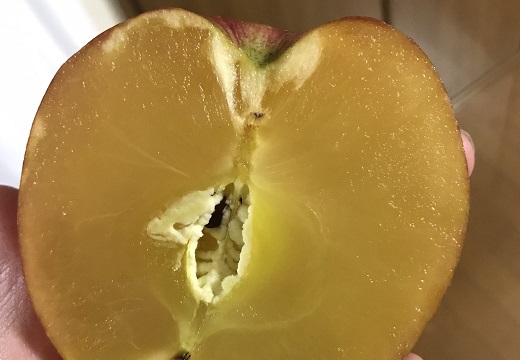 【超完熟】りんご農家さんが発見した「蜜100％のりんご」にネット騒然！