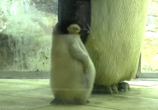【動画】ねむくて‥立ったままウトウトしてる赤ちゃんペンギン、可愛いすぎるｗ