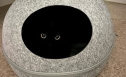 【きょろっ】真っ暗なところからこっちを見つめる黒猫が話題「最高ｗ」