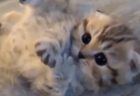 【泣いた】失明覚悟で保護された子猫、1か月の愛情と治療でこんなにイケメン猫に！