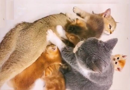 【動画】子猫に混じりふみふみしてた猫さん、ママ猫にガチギレされてしまうｗ