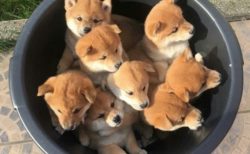 【柴】8匹の子犬がはいった容器、可愛いすぎるｗ