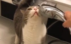 【レア】気持ちよさそうにシャワーを浴びる猫の動画が話題に