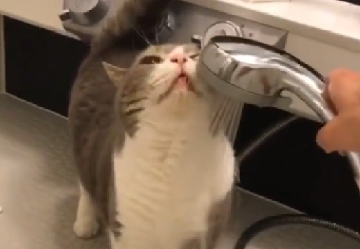 【レア】気持ちよさそうにシャワーを浴びる猫の動画が話題に